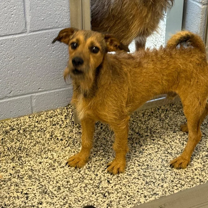 An adult small-sized male Brown / Chocolate Terrier dog named Papa Bear for adoption in Madisonville, TN