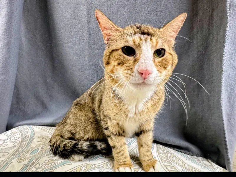 An adult medium-sized male American Shorthair cat named Banshee for adoption in Hagaman, NY