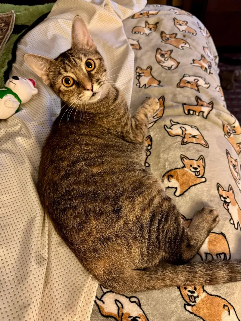 A baby small-sized female Tabby cat named Callie C White for adoption in Saunderstown, RI