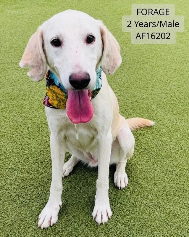 An adult medium-sized male White / Cream Treeing Walker Coonhound dog named Forage for adoption in Supply, NC