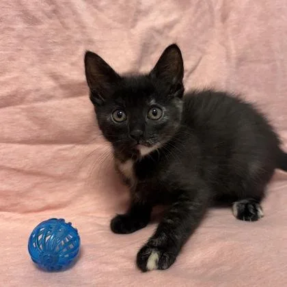 Artemis
