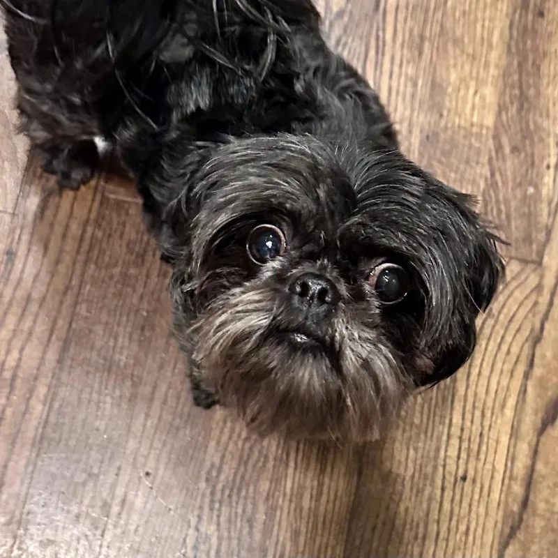 An adult small-sized female Black Shih Tzu dog named Stella for adoption in Overland Park, KS