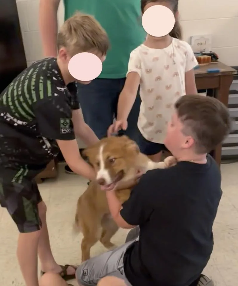 A baby medium-sized male Red / Chestnut / Orange Husky dog named Avocado for adoption in Andover, MA