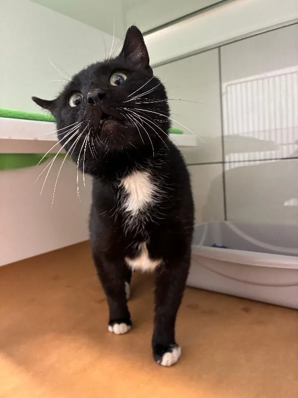 An adult medium-sized male Black & White / Tuxedo Domestic Short Hair cat named Trevor for adoption in Rochester, NY
