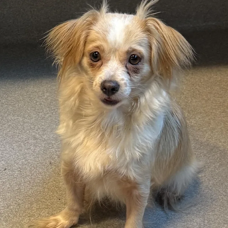 An adult small-sized female Cocker Spaniel dog named Everly for adoption in Cumming, GA