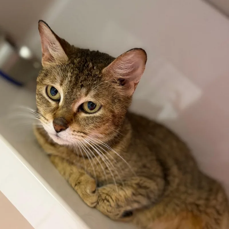An adult medium-sized female Black Domestic Short Hair cat named Ching Shih for adoption in Watertown, NY