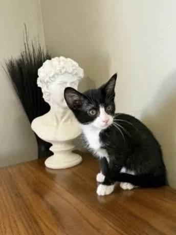 A baby medium-sized female Black & White / Tuxedo Domestic Short Hair cat named Sonic for adoption in Reading, PA