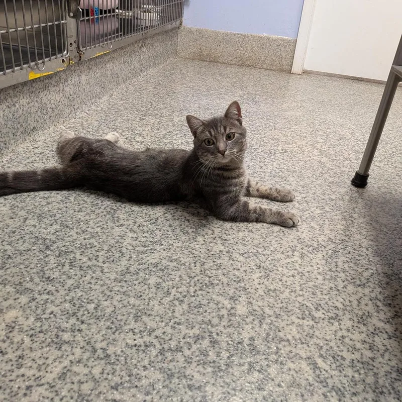 An adult small-sized male Gray / Blue / Silver Domestic Short Hair cat named Hermes for adoption in Falls Church, VA