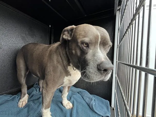 An adult large-sized male Pit Bull Terrier dog named Saturn for adoption in San Luis Obispo, CA
