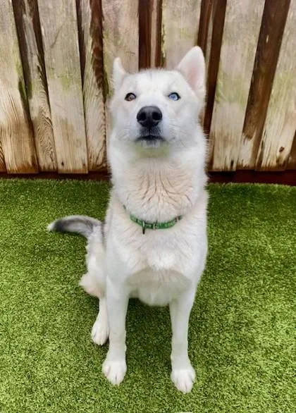 Kodiak