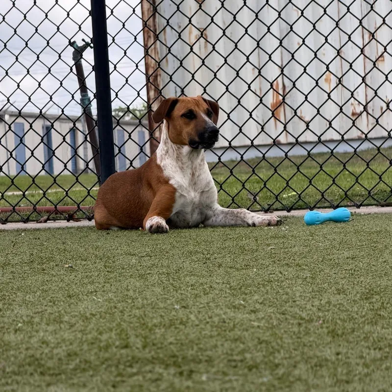 Calamity Jane thumbnail 2