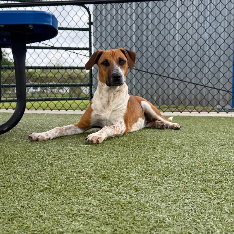 Calamity Jane thumbnail 5