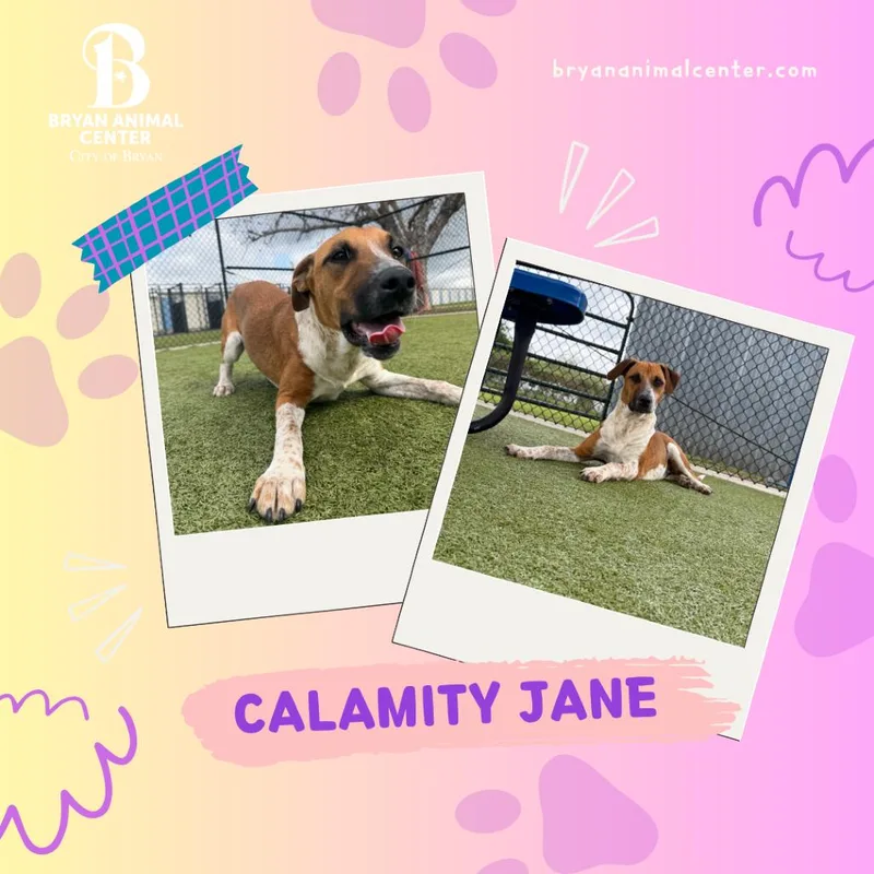 Calamity Jane thumbnail 6