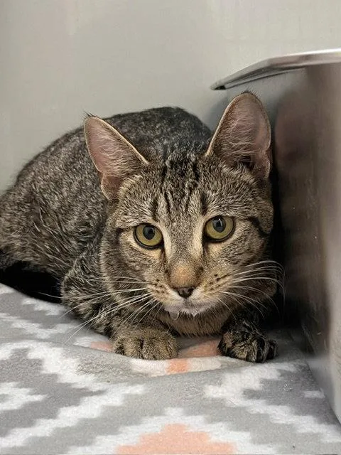 An adult small-sized female Domestic Short Hair cat named Mixie for adoption in Webster, WI