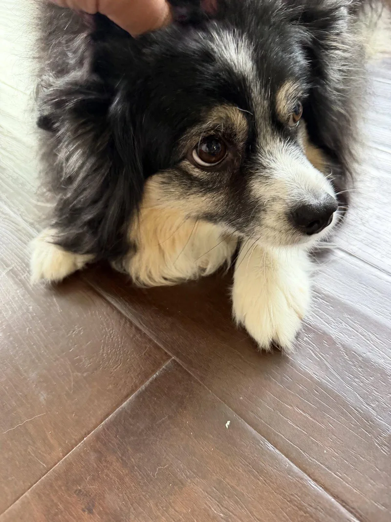 An adult small-sized female Australian Shepherd dog named Rosie for adoption in Dallas, TX