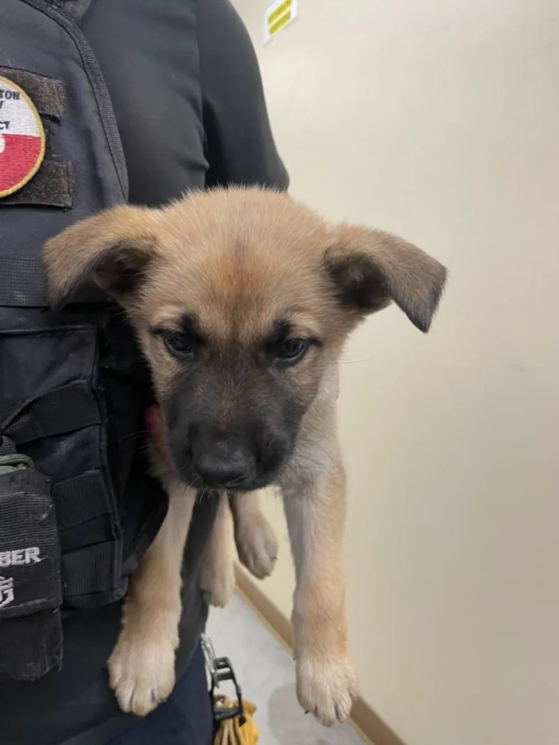 An adult small-sized male German Shepherd Dog dog named Ken for adoption in Texas City, TX