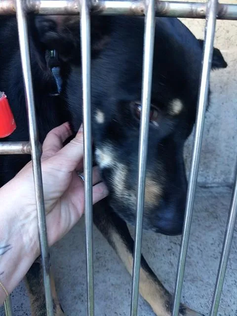 An adult large-sized female German Shepherd Dog dog named Katrina for adoption in Fort Lauderdale, FL