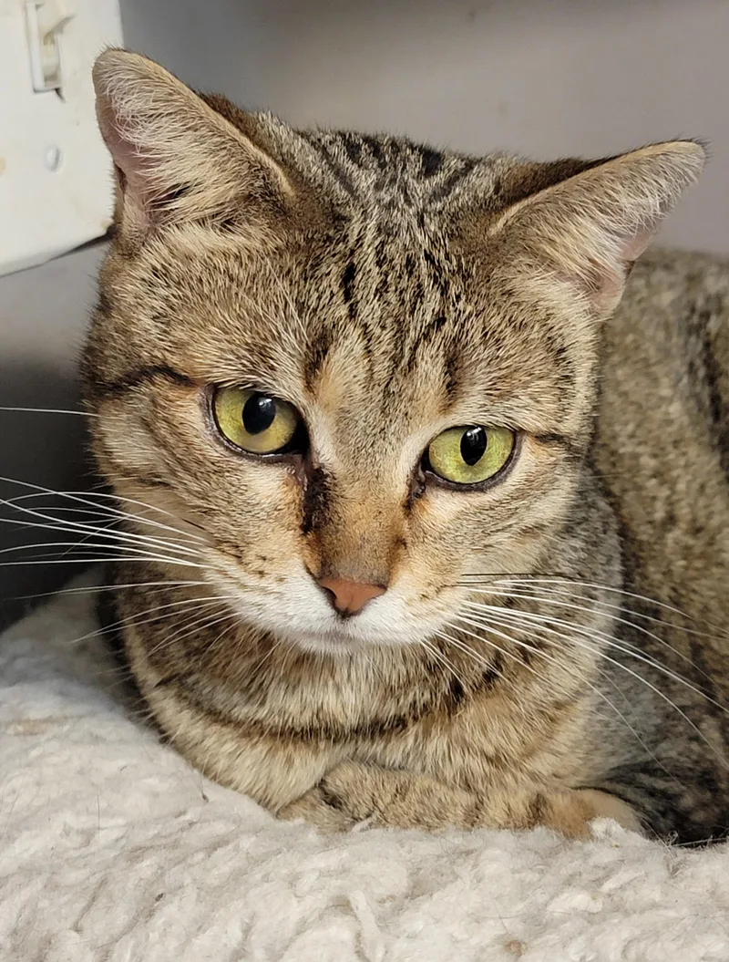 An adult medium-sized female Torbie cat named Betty White for adoption in Lyons, IL
