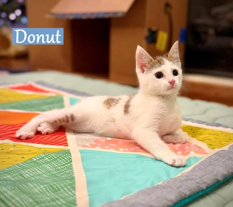 A baby medium-sized male Domestic Short Hair cat named Donut for adoption in Hoover , AL