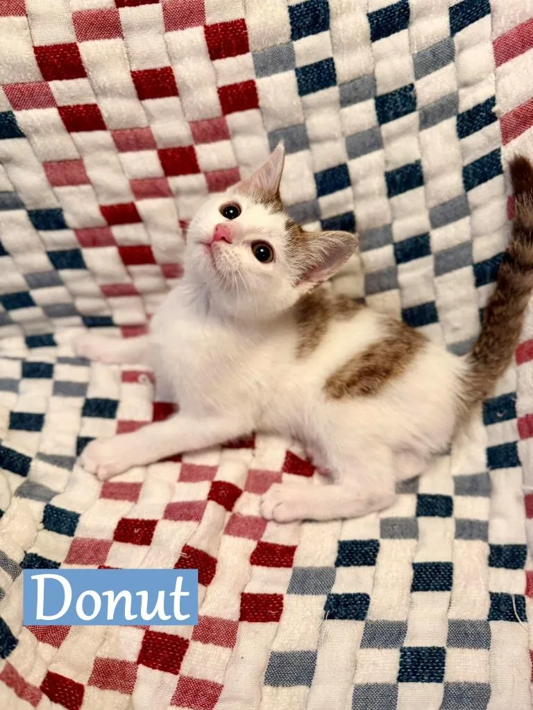 Donut thumbnail 2