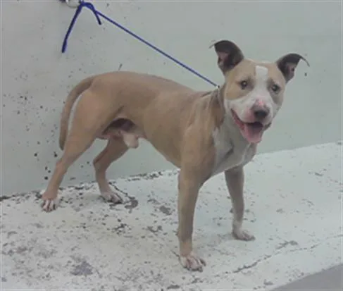 A young large-sized male Staffordshire Bull Terrier dog named Captain for adoption in Houston, TX