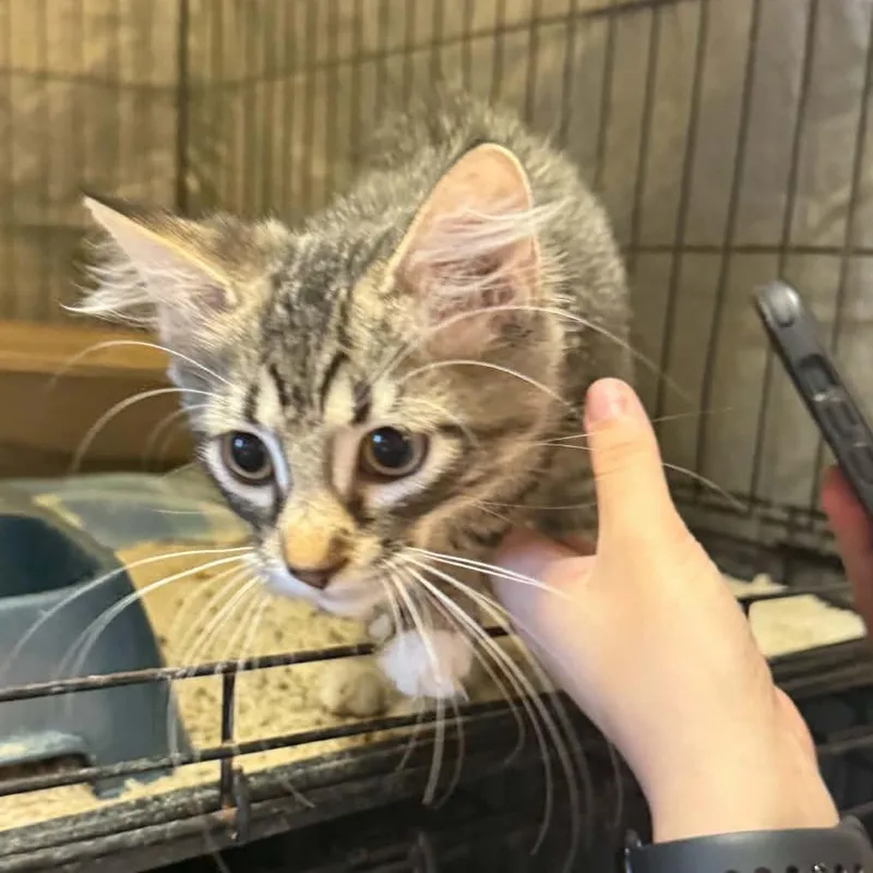 A baby small-sized female Domestic Short Hair cat named Hisserina for adoption in Stephenville, TX