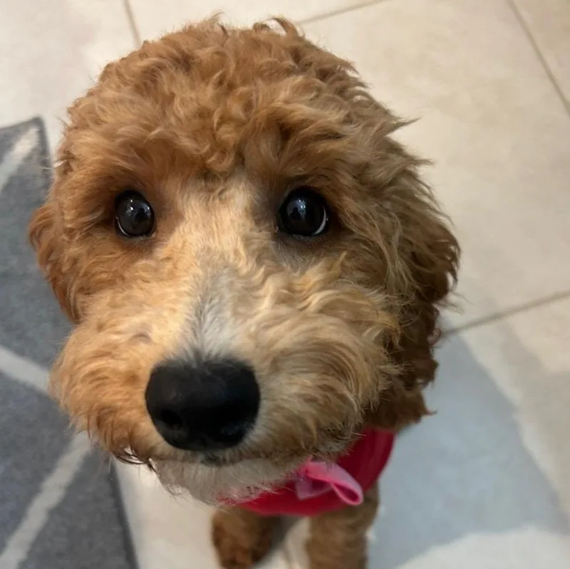 An adult medium-sized female Golden Goldendoodle dog named Nori for adoption in CORPUS CHRISTI, TX