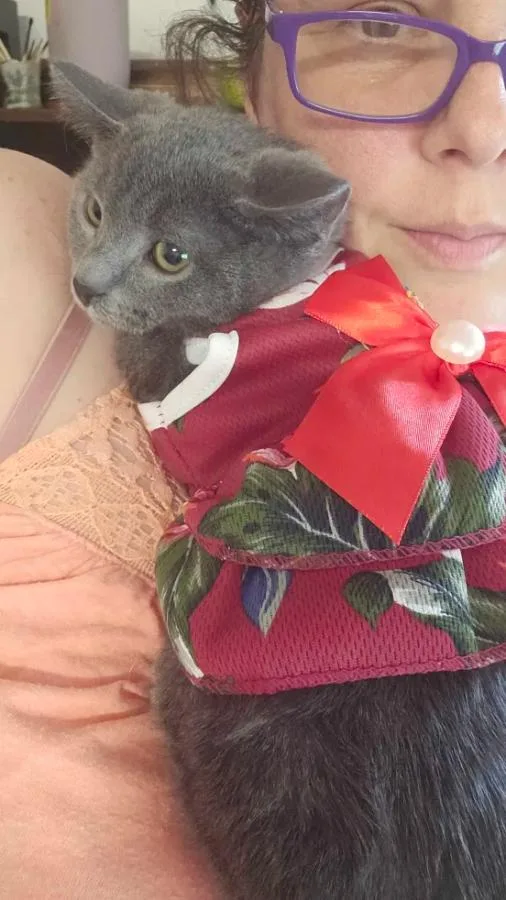 A baby medium-sized female Gray / Blue / Silver Domestic Short Hair cat named Tortilla for adoption in Brooklyn, NY