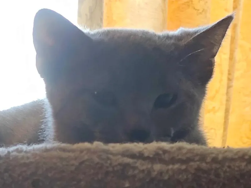 Tortilla thumbnail 3
