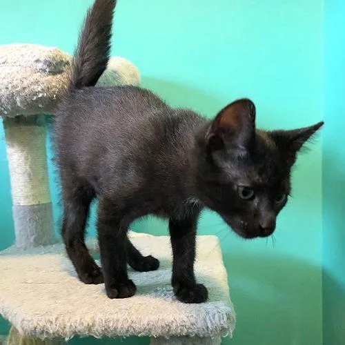 A baby small-sized male Black Domestic Short Hair cat named Maui for adoption in Elizabeth, IL