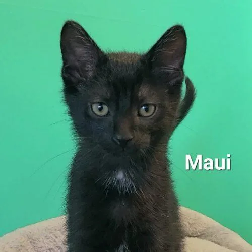 Maui thumbnail 2