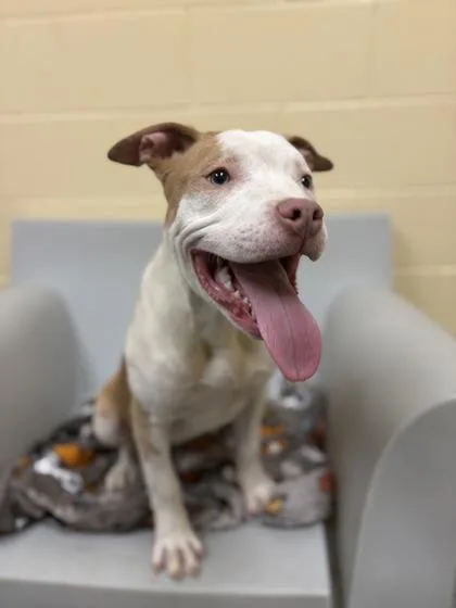A young medium-sized male Pit Bull Terrier dog named Yamper for adoption in Westland, MI