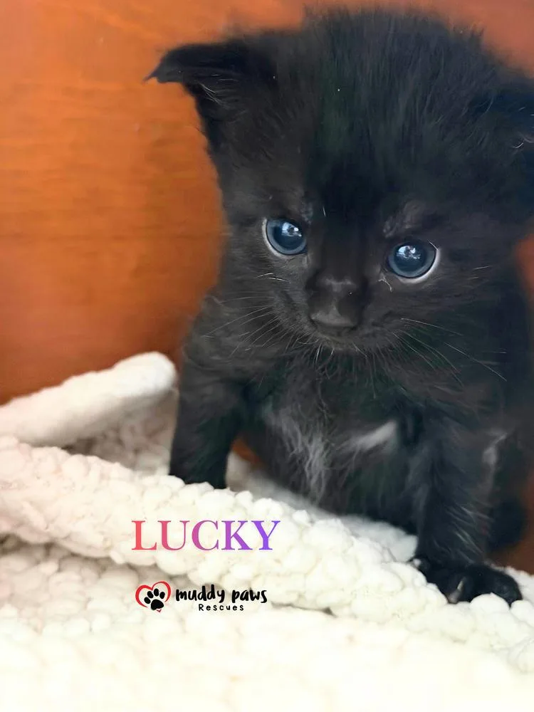 A baby small-sized male Black Domestic Short Hair cat named Storm Survivors: Lucky for adoption in Council Bluffs, IA