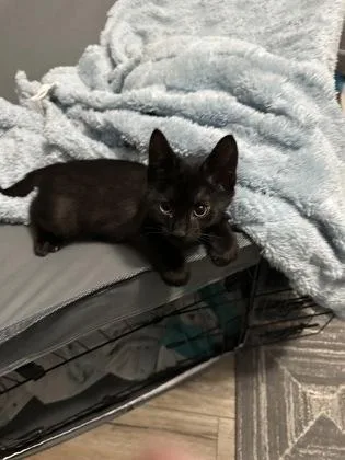 A baby small-sized male Domestic Short Hair cat named Wilson for adoption in Port Republic, MD