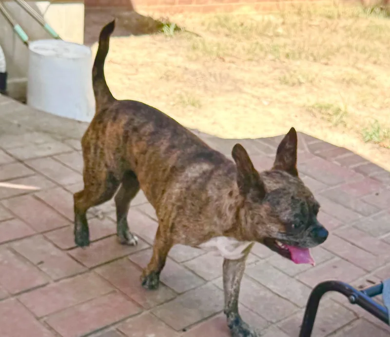 A young small-sized male French Bulldog dog named Beau for adoption in Monroe, NC