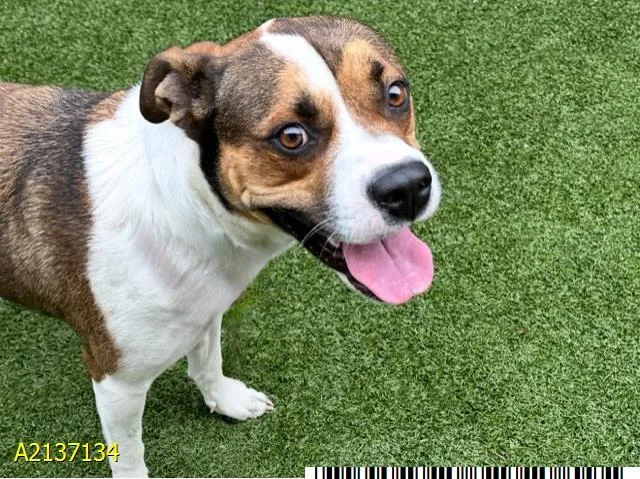 An adult large-sized male Mixed Breed dog named Bean for adoption in West Palm Beach, FL