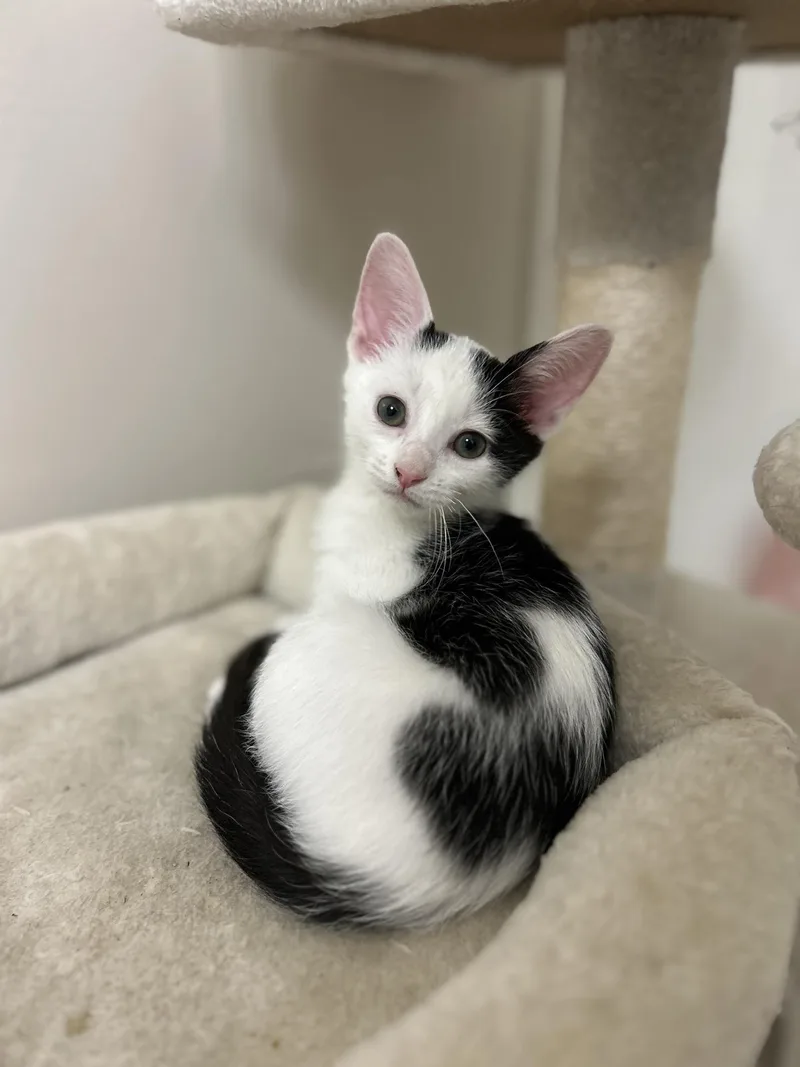 A baby medium-sized female White Domestic Short Hair cat named Savannah for adoption in Murfreesboro, TN