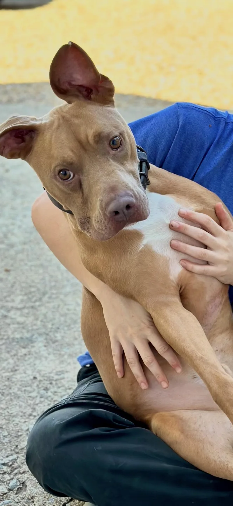 Cowboy J thumbnail 2