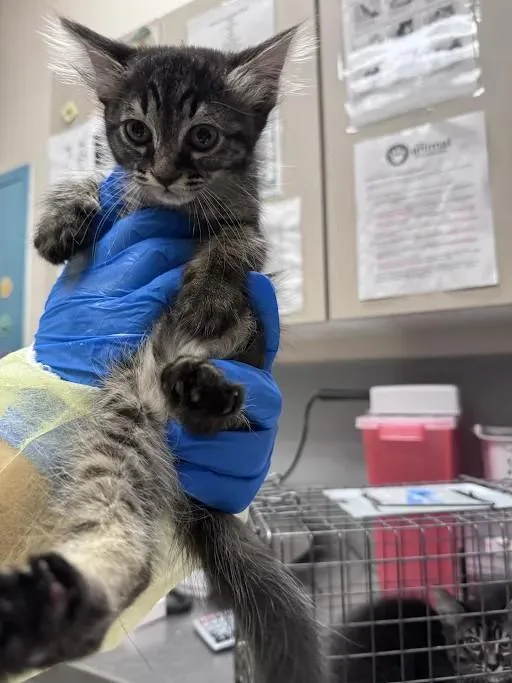 A baby small-sized female Domestic Short Hair cat named Jane for adoption in Las Vegas, NV