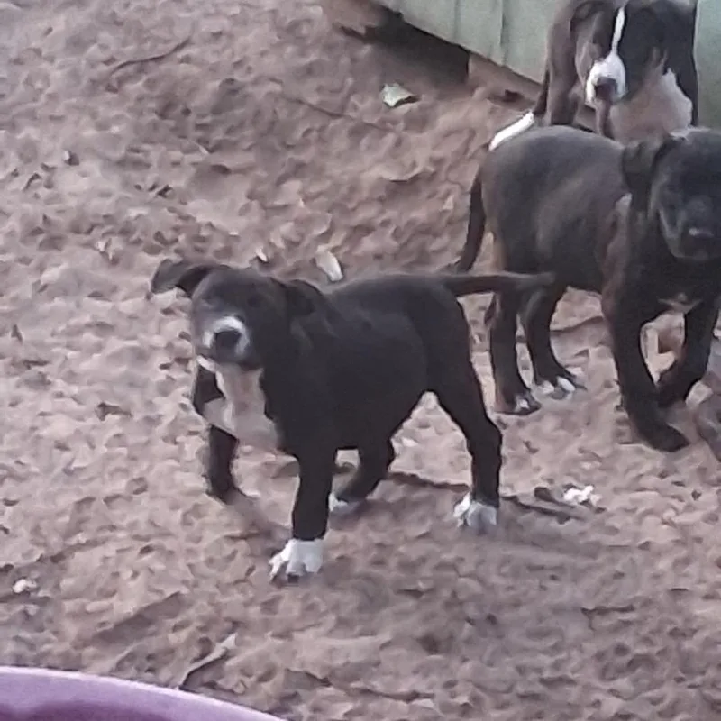 A baby medium-sized male Black Mixed Breed dog named Diesel for adoption in Morriston, FL