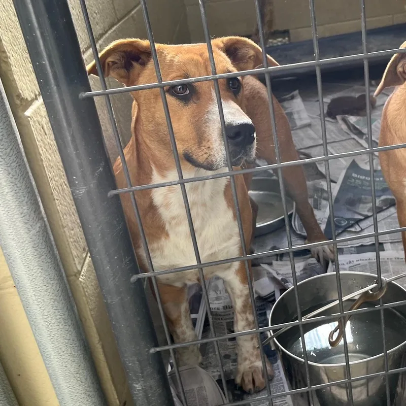 Moo Mooch thumbnail 3