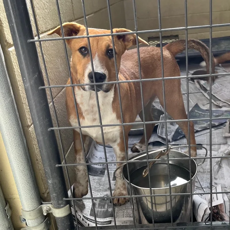 Moo Mooch thumbnail 4