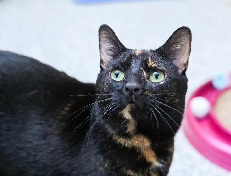 Miss Willow thumbnail 2