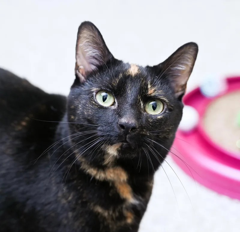 Miss Willow thumbnail 3