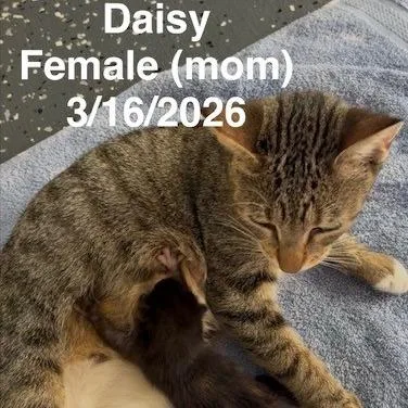 An adult medium-sized female Domestic Short Hair cat named Daisy for adoption in League City, TX