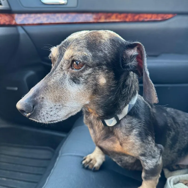 A senior small-sized male Miniature Dachshund dog named Dinger for adoption in Carrollton, OH