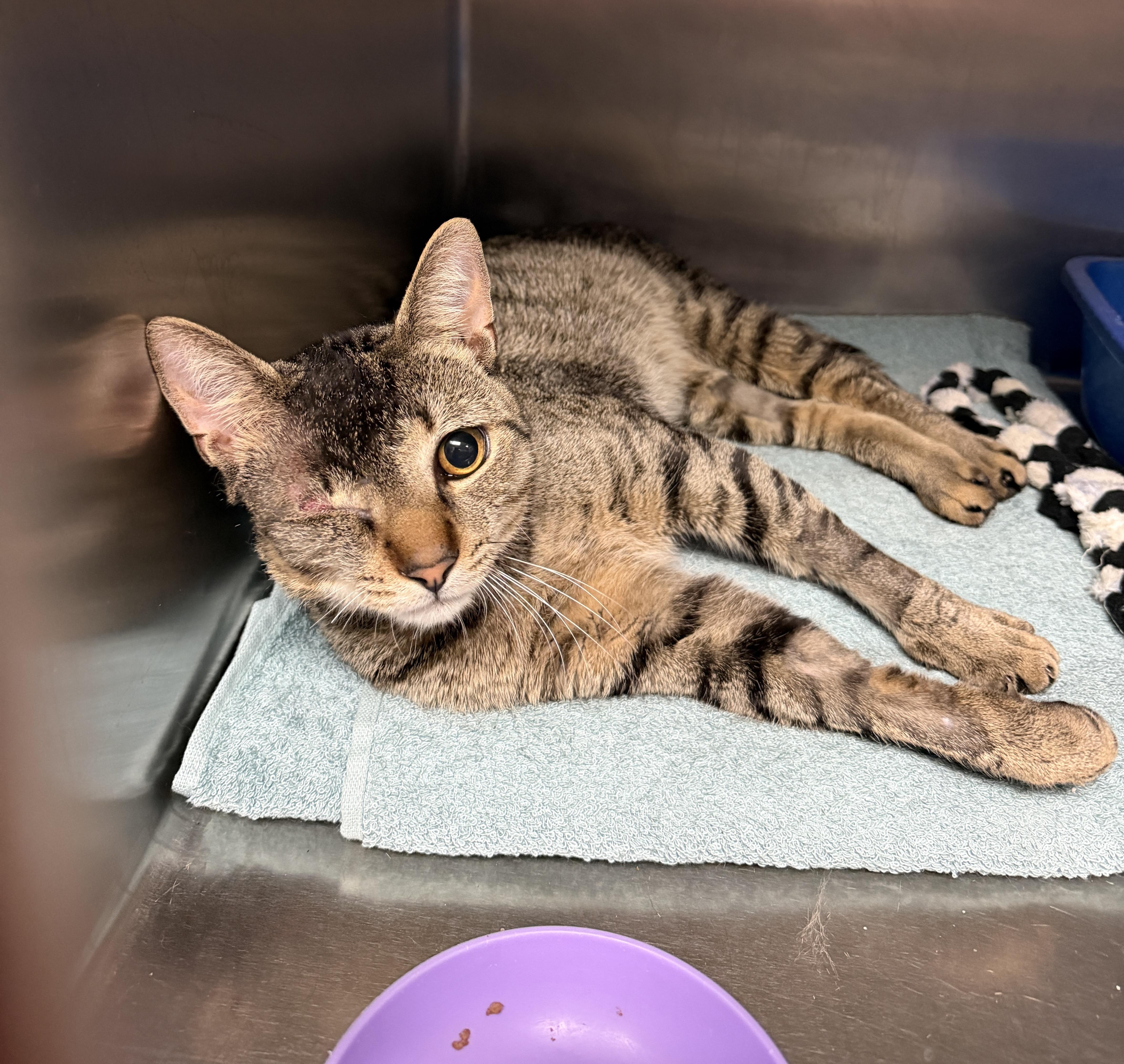 An adult medium-sized male Tabby (Brown / Chocolate) Domestic Short Hair cat named Subway for adoption in Wantagh, NY
