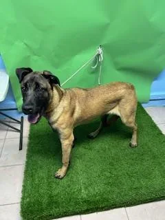 A young large-sized male Belgian Shepherd / Malinois dog named Bruce for adoption in Gardena, CA