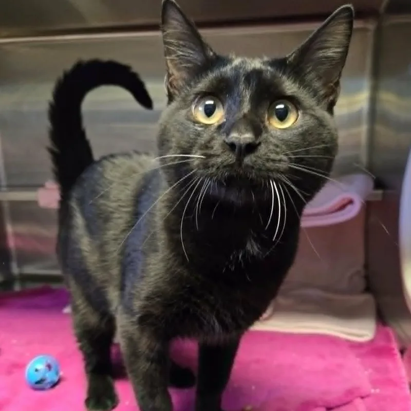 A young medium-sized male Black Domestic Short Hair cat named Finley for adoption in Watertown, WI
