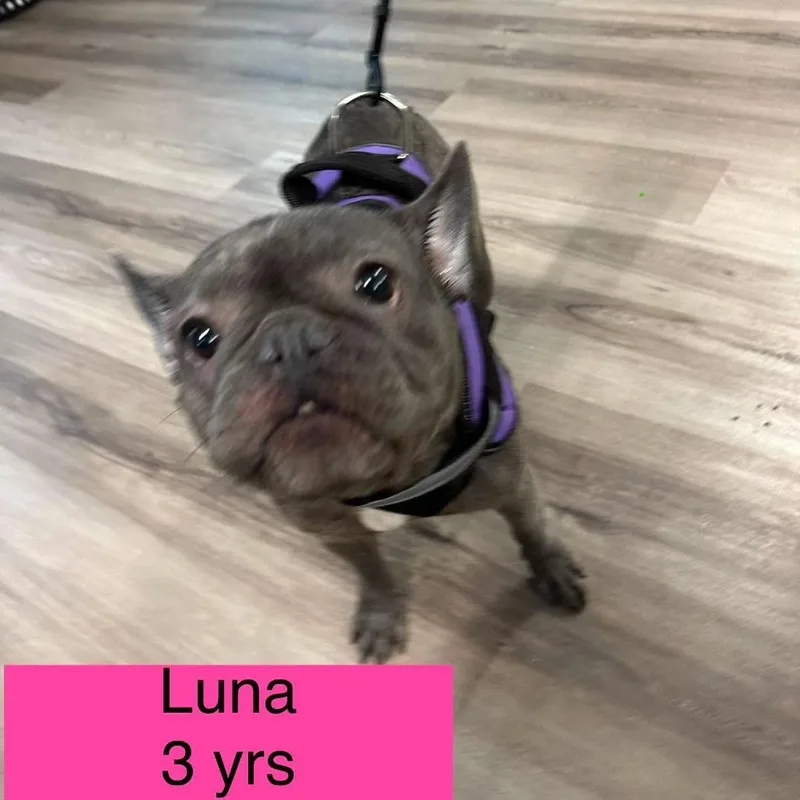 An adult small-sized female Brindle French Bulldog dog named Luna for adoption in Tampa, FL